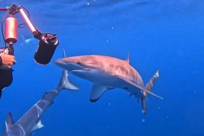 Shark Guided Diving Los Cabos - Small Group Energy (8 Max) and the Crew You’re Counting On