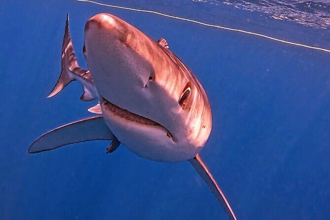 Shark Guided Diving Los Cabos - Price and Value: Is $209.46 a Good Deal for Cabo Sharks?