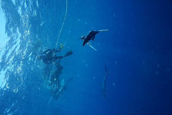 Shark Guided Diving Los Cabos - Who This Shark Encounter Fits Best (and Who Should Skip It)