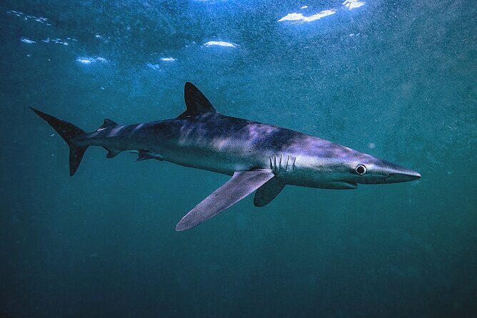 Shark Guided Diving Los Cabos - Weather, Timing, and the 12:00 am Start Listing