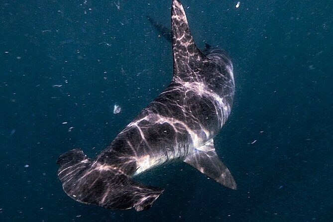 Shark Guided Diving Los Cabos - Chumming and Shark Spotting: The Real Point of the Excounter