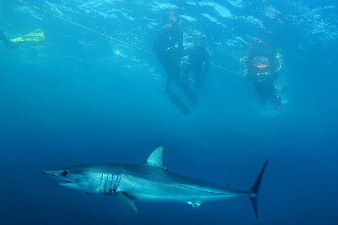Shark Safari & Snorkel Adventure in Cabo San Lucas - Cabo Shark Safari Basics: 5 Hours, Small Group, and Real Ocean Time