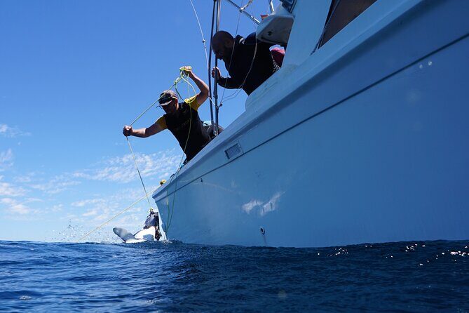 Shark Safari & Snorkel Adventure in Cabo San Lucas - How They Attract Sharks: Chum, Fish-Based Lure, and Crew Talk