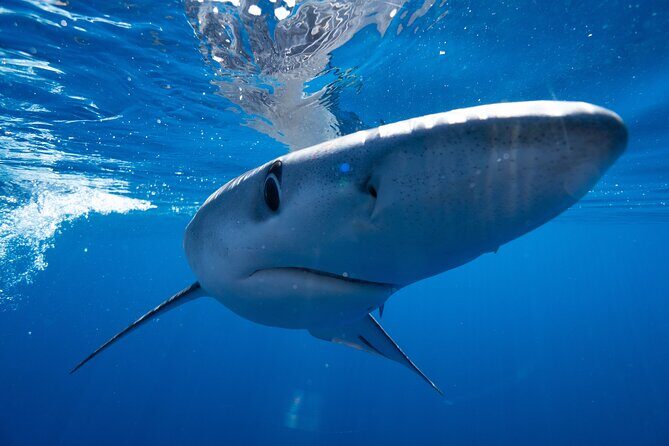 Shark Safari & Snorkel Adventure in Cabo San Lucas - Swim or Observe: Safety Briefing, Ropes, and How It Feels