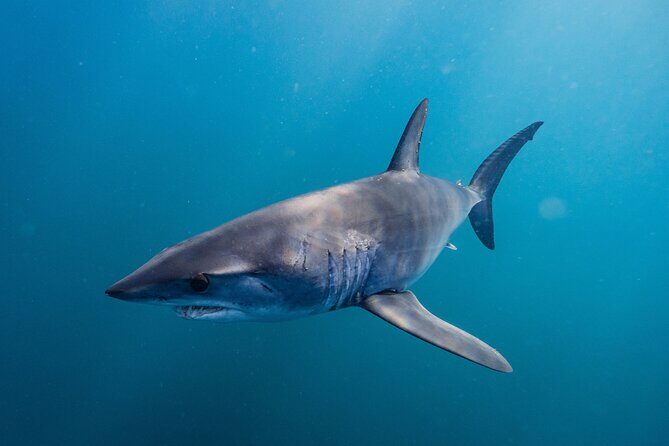 Shark Safari & Snorkel Adventure in Cabo San Lucas - Underwater Photos and Video: Why This Is Part of the Value