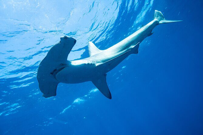 Shark Safari & Snorkel Adventure in Cabo San Lucas - Getting Oriented in Cabo: Meeting Point and Gear Setup