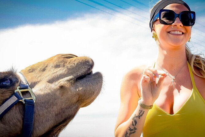 Sky Bike Free Camel Ride and Horseback Riding - Included value: what you get for $175 (and what you don’t)