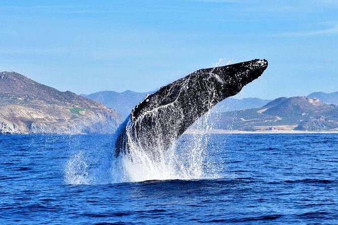 SMALL GROUP Whale Watch | Cabo San Lucas | Biologist | FREE Pics - A 2.5-hour Cabo bay-to-ocean ride built for real sightings