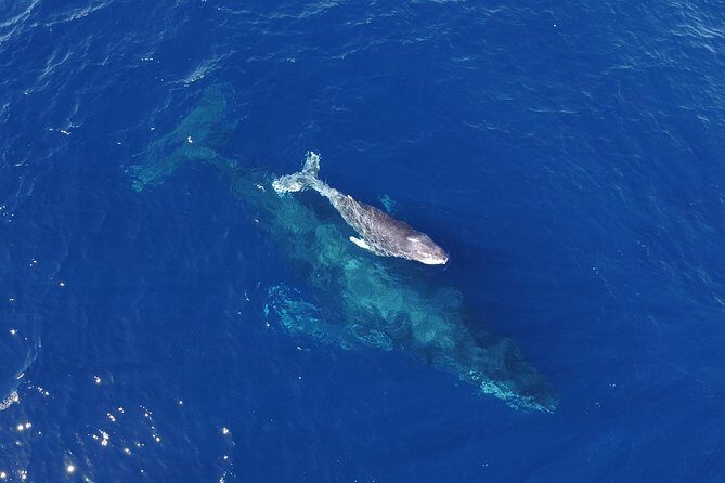 SMALL GROUP Whale Watch | Cabo San Lucas | Biologist | FREE Pics - Stop 1: El Arco photo break, then straight into the bay