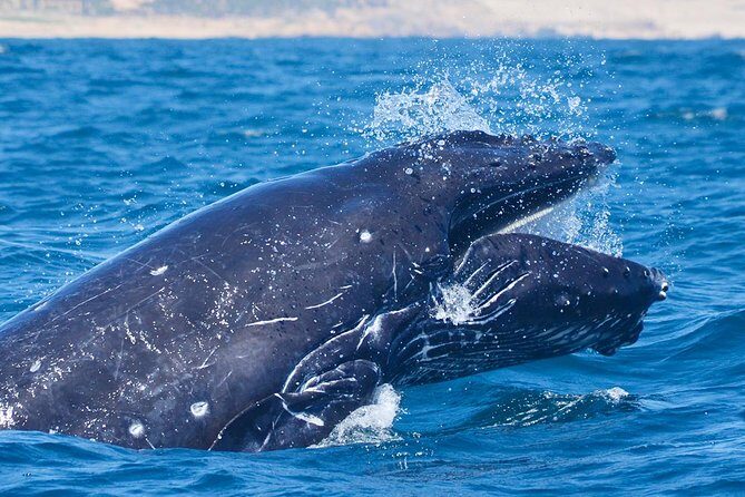 SMALL GROUP Whale Watch | Cabo San Lucas | Biologist | FREE Pics - The biologist factor: why “education” actually improves the watching