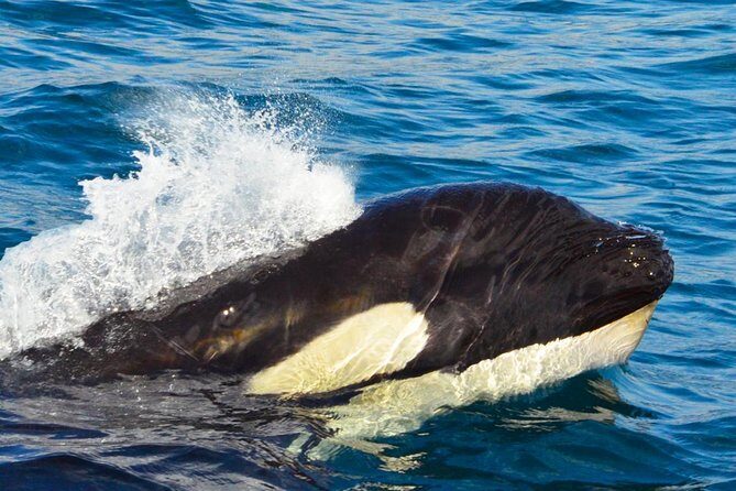 SMALL GROUP Whale Watch | Cabo San Lucas | Biologist | FREE Pics - Photos for free: why it’s more than a nice extra