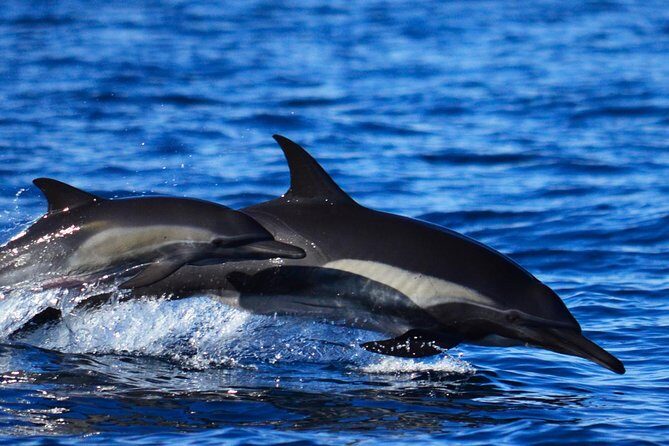 SMALL GROUP Whale Watch | Cabo San Lucas | Biologist | FREE Pics - Responsible whale watching in plain terms: how the tour keeps distance