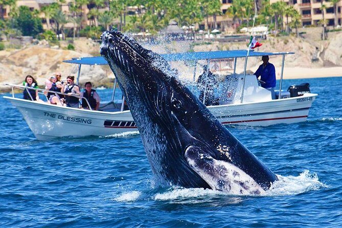 SMALL GROUP Whale Watch | Cabo San Lucas | Biologist | FREE Pics - Value check: is $109 worth it?