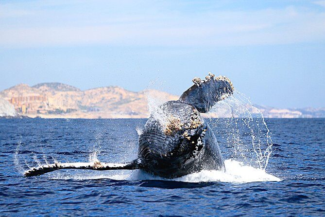 Small-Group Whale Watching Zodiac Boat Cruise in Cabo San Lucas - Cabo’s whale hunt on a small zodiac: what you’re really signing up for