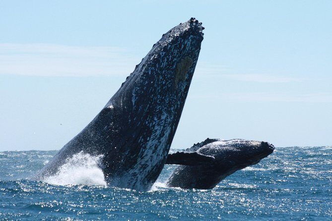 Small-Group Whale Watching Zodiac Boat Cruise in Cabo San Lucas - Setting out from Cabo: how the captain and biologist shape your sightings
