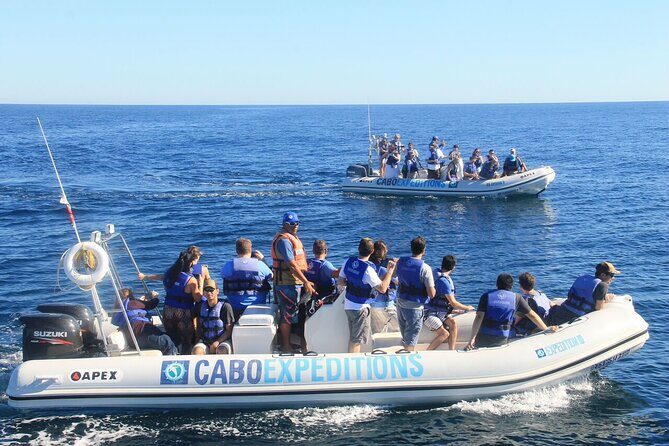 Small-Group Whale Watching Zodiac Boat Cruise in Cabo San Lucas - Sea of Cortez wildlife chances: what you might see, and how to spot it