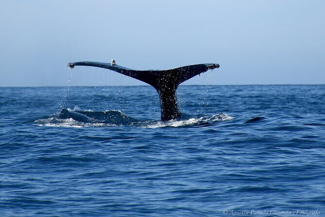 Small-Group Whale Watching Zodiac Boat Cruise in Cabo San Lucas - Meeting point and timing: where to go and what to expect when you arrive
