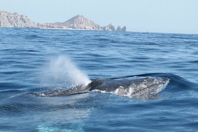 Small-Group Whale Watching Zodiac Boat Cruise in Cabo San Lucas - What’s included (and what costs extra): the value math