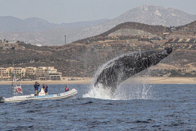 Small-Group Whale Watching Zodiac Boat Cruise in Cabo San Lucas - Who should book this Cabo whale watching cruise