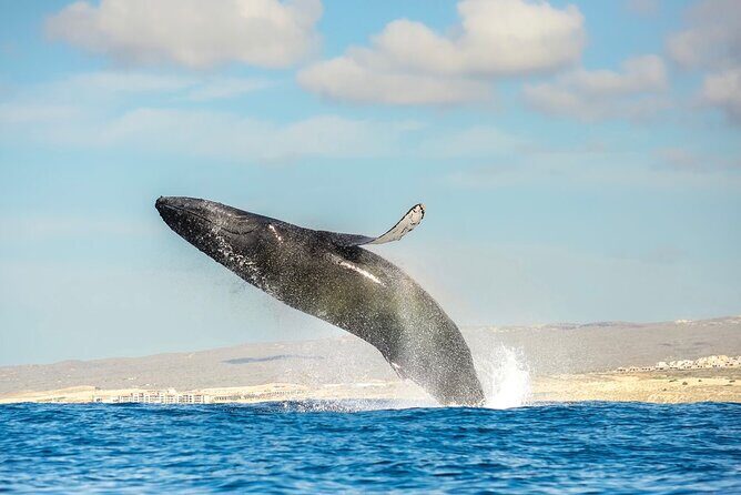 Small-Group Whale Watching Zodiac Boat Cruise in Cabo San Lucas - El Arco stop: the quick Land’s End photo break before the serious scanning
