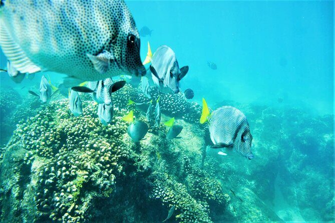 Snorkel Adventure through the Sea of Cortez - Snorkeling in the Sea of Cortez: what to expect and what to control