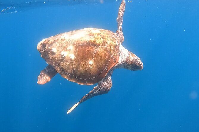 Snorkel Privately in Cabo San Lucas - Private Cabo Snorkeling and Coastline Touring in 3 Hours