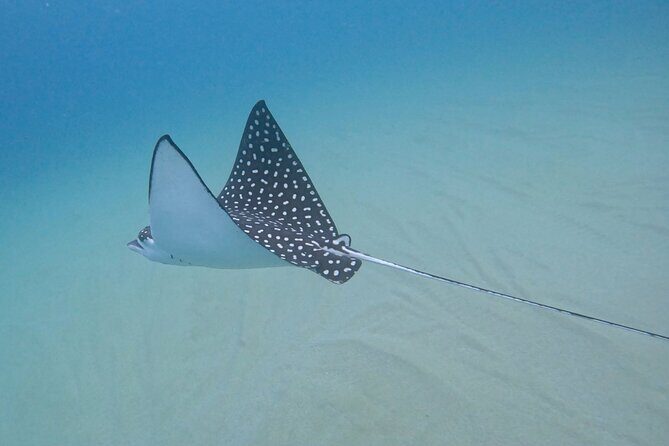 Snorkel Privately in Cabo San Lucas - Wildlife You Might See in the Sea of Cortez