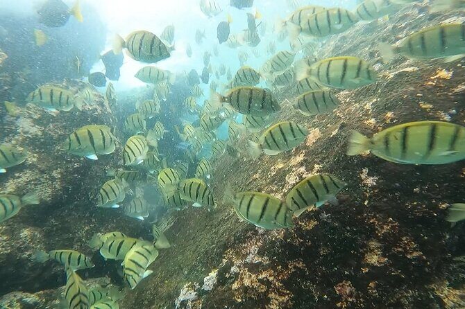 Snorkel Privately in Cabo San Lucas - Price and Value: Is $420 for Up to 3 Worth It?