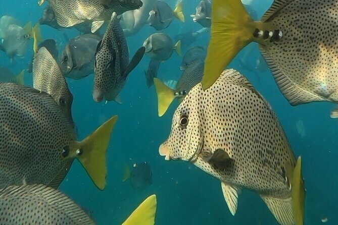 Snorkel & Sunset Sail in Cabo San Lucas - Who this tour fits best (and who should look elsewhere)