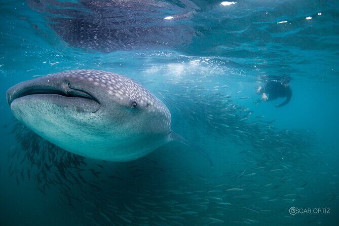 Snorkel with whale sharks includes equipment & transportation - Sea of Cortez morning schedule: what the 10-hour day really means