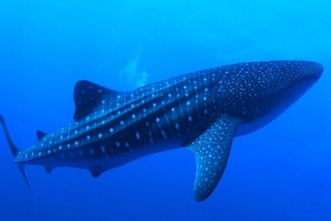 Snorkel with whale sharks includes equipment & transportation - Hotel pickup and small-group flow (max 12)