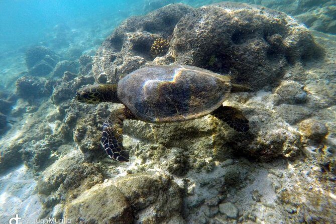 Snorkeling Adventure Cabo Pulmo - Key Things to Know Before You Go