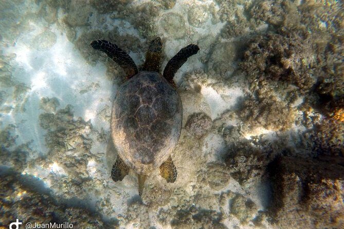 Snorkeling Adventure Cabo Pulmo - Stop 1 at Cabo Pulmo Marine Preserve: Reef Viewing, Grouper Chances, and Real-Water Rules