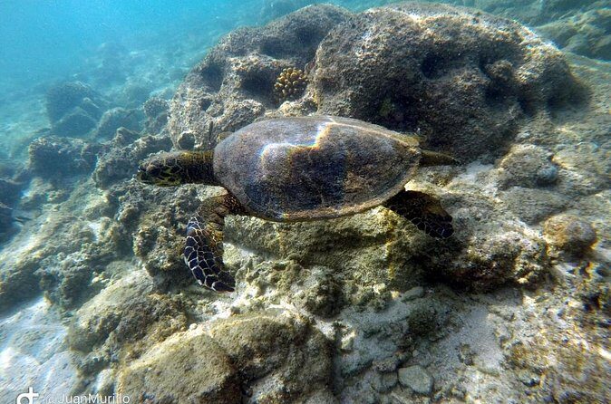 Snorkeling Adventure Cabo Pulmo - Wildlife Odds: What You Can Hope to See (and How to Help Your Luck)