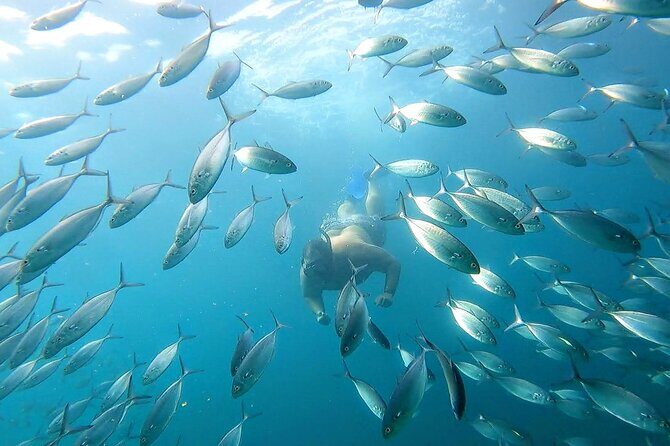Snorkeling and whale watching Tour in Cabo - Neptune’s Finger snorkeling: coral reef, colorful fish, feeding fun