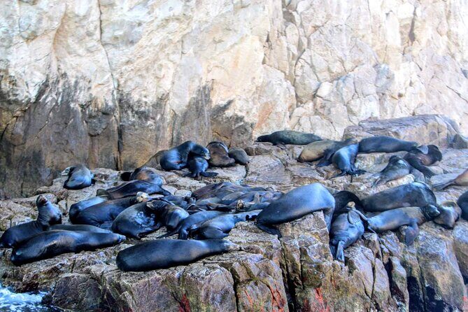 Snorkeling and whale watching Tour in Cabo - Coastline cruising in the bay: where whales and dolphins fit in