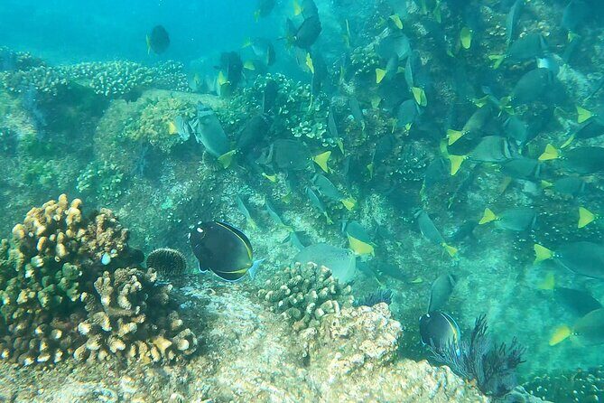 Snorkeling On Chilean Beach Transportation And Drinks Included - Playa El Chileno snorkeling: 45 minutes that actually feel worth it