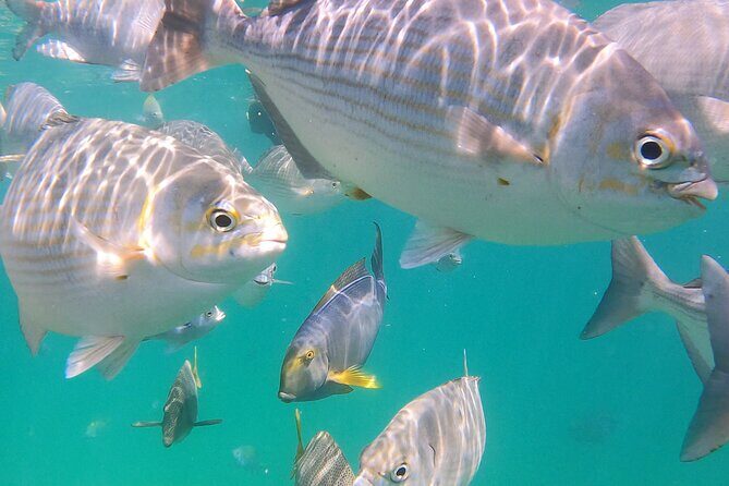 Snorkeling On Chilean Beach Transportation And Drinks Included - Group size: why max 10 feels calmer than big-boat chaos