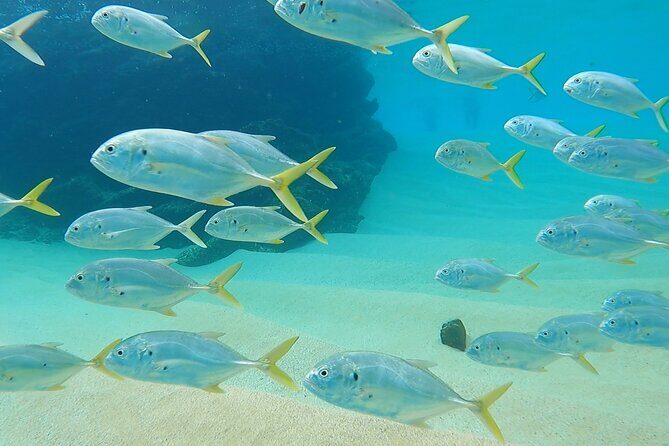 Snorkeling On Chilean Beach Transportation And Drinks Included - Why this location works: Los Cabos reef life near the tourist corridor
