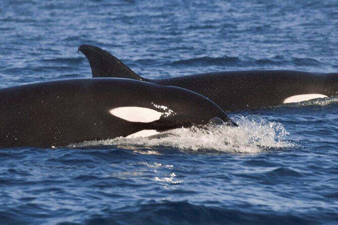 Snorkeling Open Ocean Wildlife Safari in Los Cabos with Photos Included - The 8:00 a.m. speedboat morning: Arch, Lands’ End, Lovers Beach, and Sea Lion Colony