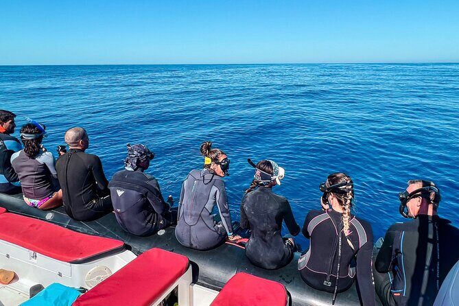 Snorkeling Open Ocean Wildlife Safari in Los Cabos with Photos Included - Snorkeling in open ocean: gear up, get in safely, and mind the conditions
