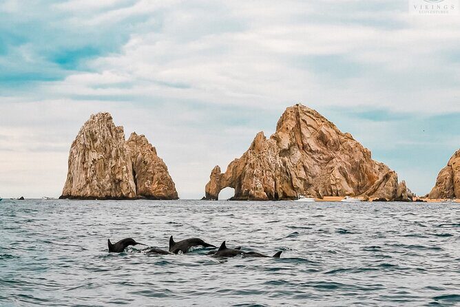Snorkeling Open Ocean Wildlife Safari in Los Cabos with Photos Included - Photos, videos, and what you should confirm beforehand