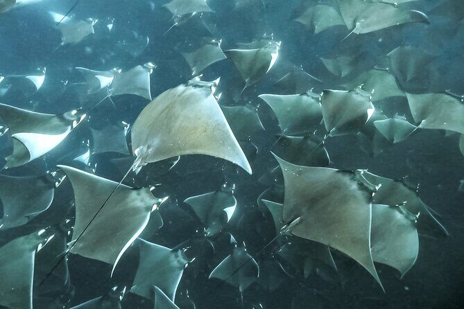 Snorkeling Open Ocean Wildlife Safari in Los Cabos with Photos Included - Price and logistics: is $145 worth it for a 4-hour safari?