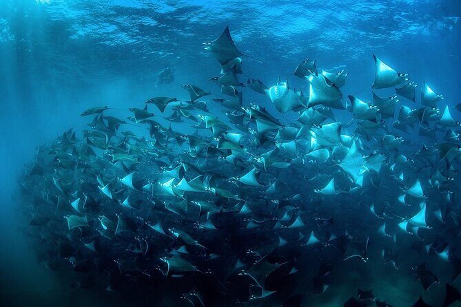 Snorkeling Open Ocean Wildlife Safari in Los Cabos with Photos Included - Who this tour fits best (and who might want a different style)