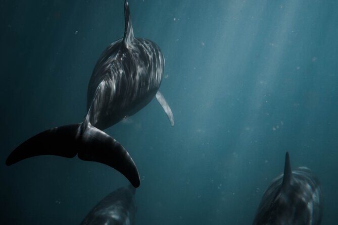 Snorkeling Open Ocean Wildlife Safari in Los Cabos with Photos Included - Quick booking checklist: how to make your day go right