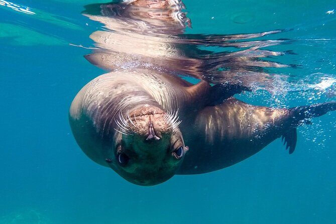 Snorkeling Open Ocean Wildlife Safari in Los Cabos with Photos Included - Pelagic wildlife safari time: what you’re likely to spot out in the open