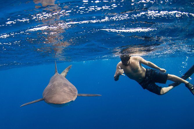 Snorkeling or Swimming with Sharks in Cabo San Lucas - Key things to know before you go