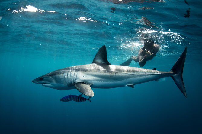 Snorkeling or Swimming with Sharks in Cabo San Lucas - Cabo’s Sea of Cortez shark swim: what makes it feel real