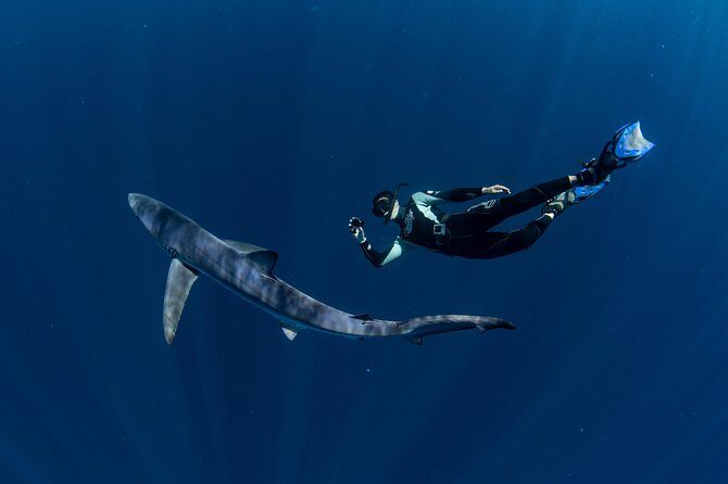 Snorkeling or Swimming with Sharks in Cabo San Lucas - Safety rules you’ll actually use once you’re in the water