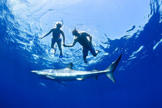 Snorkeling or Swimming with Sharks in Cabo San Lucas - Sharks you might see (and why “no sharks” doesn’t always mean “no value”)